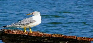 Lonesome Gull