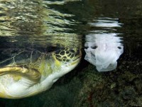 turtle-with-plastic-bag