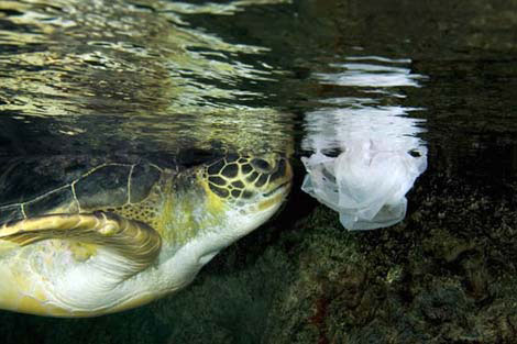 turtle-with-plastic-bag